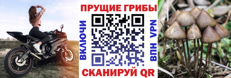где найти   KRAKEN онион  Псилоцибиновые грибы Psilocybe  Владивосток 